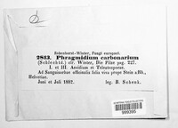 Phragmidium carbonarium image